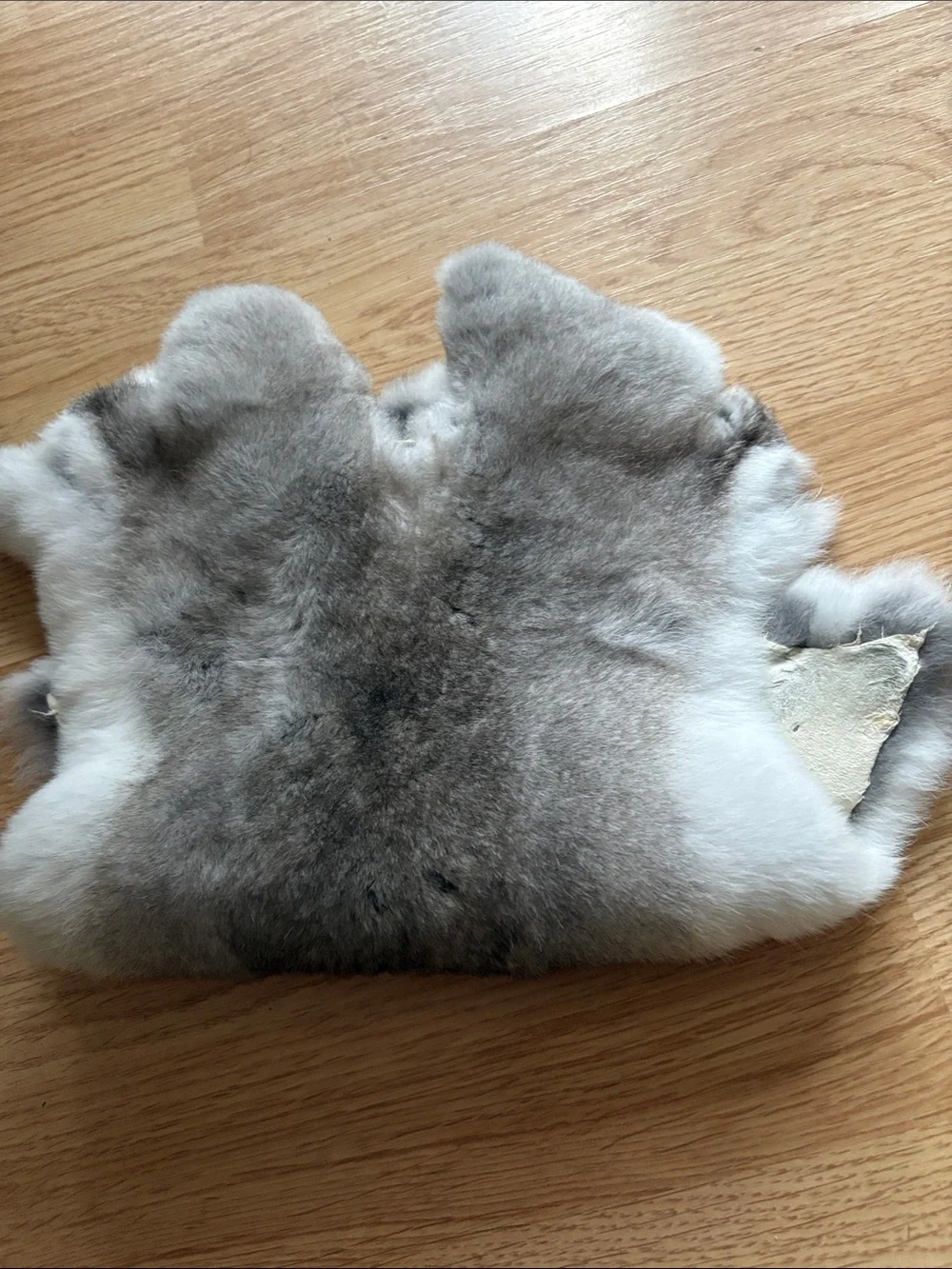 c0072 Rex rabbit hide craft material